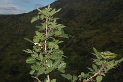 Dolichandrone atrovirens